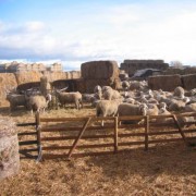 Erneuerung eines Schafstalls nach einem Brandschaden